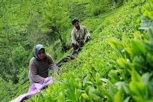 قیمت خرید تضمینی برگ سبز چای  ۲۶ هزار و ۲۴۲ ریال تعیین شد