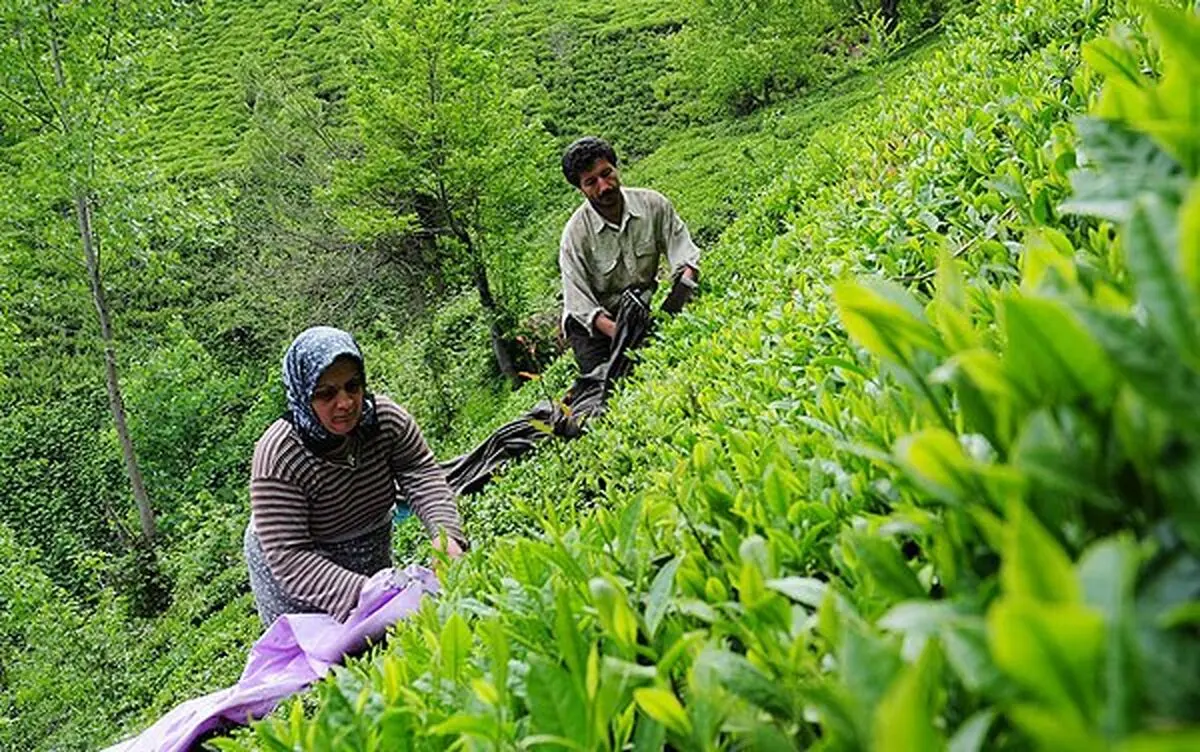 قیمت خرید تضمینی برگ سبز چای  ۲۶ هزار و ۲۴۲ ریال تعیین شد