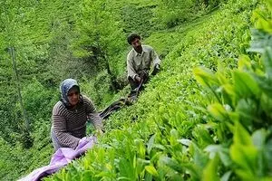 قیمت خرید تضمینی برگ سبز چای  ۲۶ هزار و ۲۴۲ ریال تعیین شد