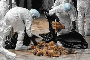 شیوع مجدد آنفلوآنزای پرندگان در شمال ایران