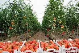 ۱۳ هزار واحد گلخانه ای احداث شد