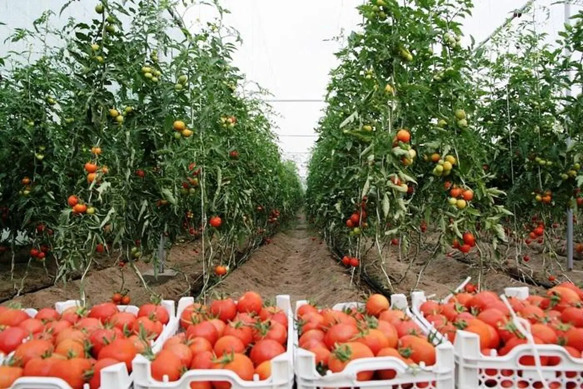 ۱۳ هزار واحد گلخانه ای احداث شد