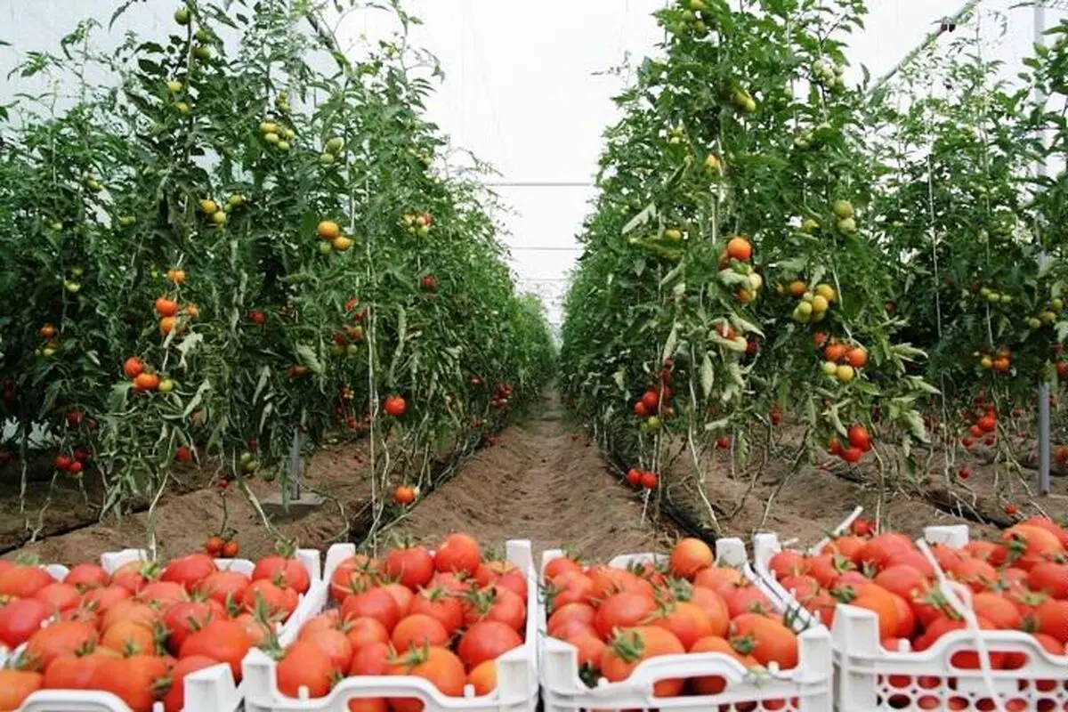 ۱۳ هزار واحد گلخانه ای احداث شد