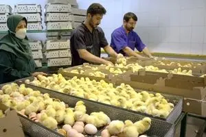 نمایندگان مجلس از ما جوجه می‌خواهند