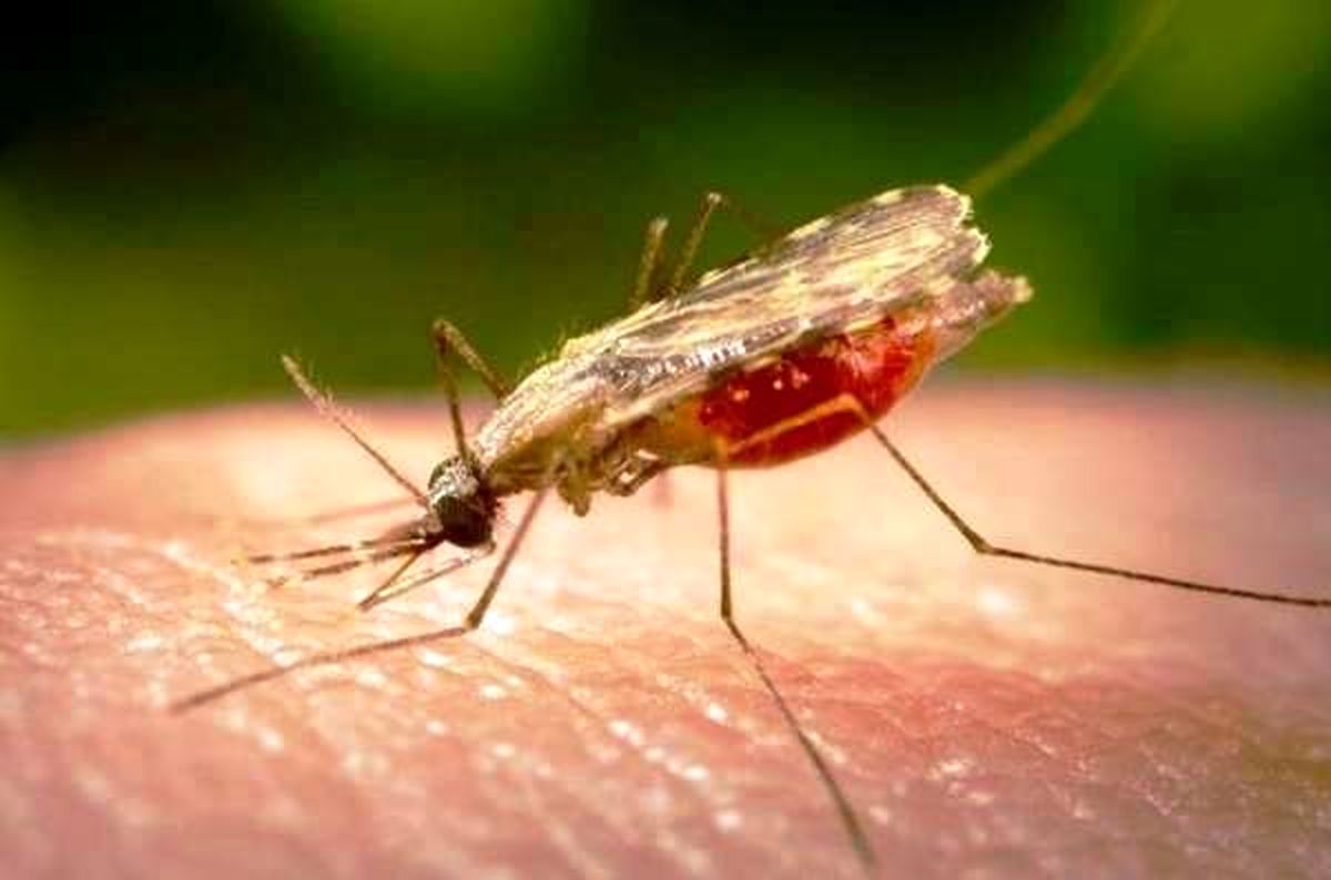 گسترش سریع «سوپر مالاریا» جهان را تهدید می کند