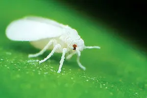 ورود دوباره میهمانان ناخوانده به پایتخت با گرم شدن هوا