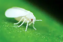 ورود دوباره میهمانان ناخوانده به پایتخت با گرم شدن هوا