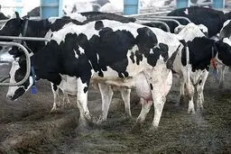 واردات ۱۵۰ هزار تن گوشت از 