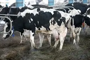 واردات ۱۵۰ هزار تن گوشت از 
