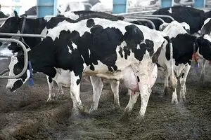 واردات ۱۵۰ هزار تن گوشت از 