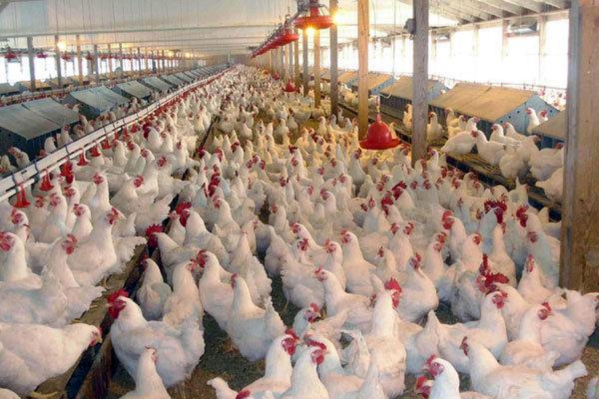 افزایش قیمت جوجه یکروزه قیمت مرغ را به پرواز در آورد