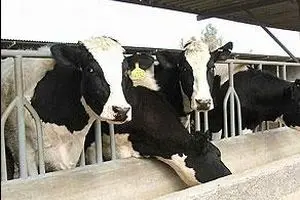 تب کریمه‌کنگو تاکنون جان سه نفر را گرفته است