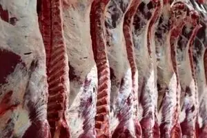ابتلای یک دامدار میانسال در مازندران به تب کریمه کنگو/ انتقال بیمار از کلاردشت به ساری