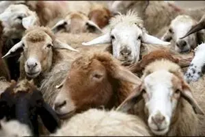 سهم عشایر در تولید محصولات پروتئینی کشور به ۱۹۰ هزار تن رسید/۷۴ درصد درآمد عشایر از دامپروری است