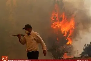 افزایش دمای هوا و احتمال آتش‌سوزی در جنگل‌ها