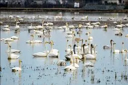 بزرگترین مرکز قاچاق حیات وحش کشور زیر ذره بین یگان حفاظت استان تهران/ برخورد با تخلفات بازار خلیج