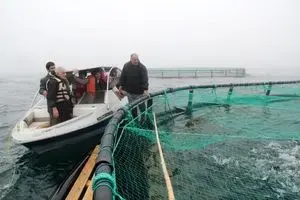 فاز نخست بزرگترین طرح پرورش ماهی در قفس کشور افتتاح شد