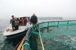 فاز نخست بزرگترین طرح پرورش ماهی در قفس کشور افتتاح شد