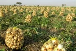 وزارت جهاد تعدیل قیمت پیاز را به ۱۰ روز آینده موکول کرد