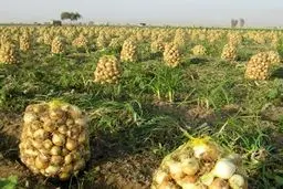 وزارت جهاد تعدیل قیمت پیاز را به ۱۰ روز آینده موکول کرد