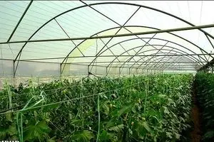 آب سبز در استان های آذربایجان، کردستان، کرمانشاه و ایلام استفاده می شود/۱۱ هزار و ۵۰۰ هکتار گلخانه برای کشور  کافی نیست