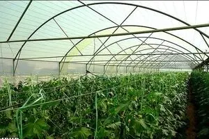 آب سبز در استان های آذربایجان، کردستان، کرمانشاه و ایلام استفاده می شود/۱۱ هزار و ۵۰۰ هکتار گلخانه برای کشور  کافی نیست