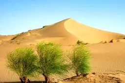 بیابان زایی،آفتی که حیات زراعت و کشاورزی را تهدید می‌کند/اقتصاد روستایی به کدام سو خواهد رفت ؟