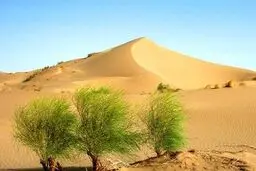 بیابان زایی،آفتی که حیات زراعت و کشاورزی را تهدید می‌کند/اقتصاد روستایی به کدام سو خواهد رفت ؟
