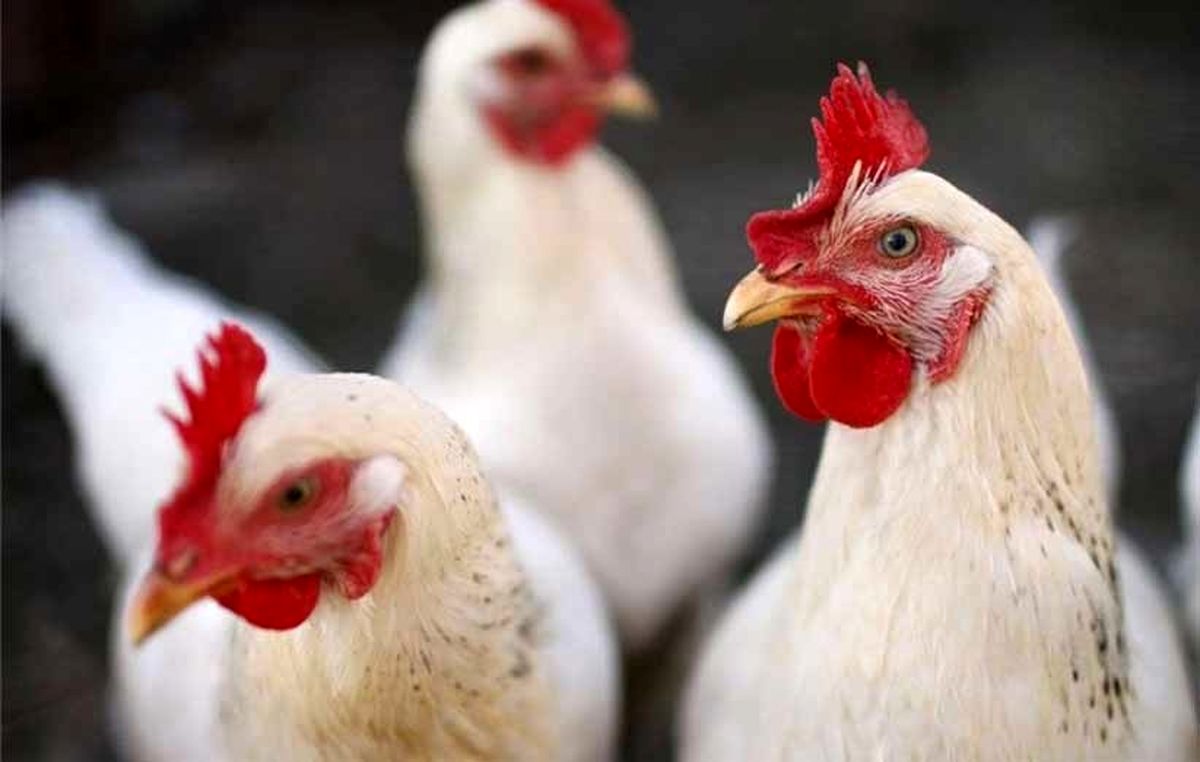 کاهش قیمت مرغ زنده و کشتار در بازار