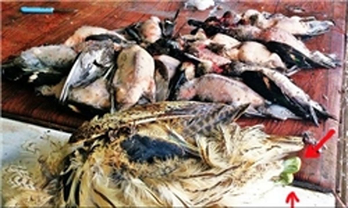 بازار کیان اهواز، بزرگ‌ترین محل فروش پرندگان مهاجر شکار شده/ ادامه سم‌ریزی‌های خطرناک در خوزستان