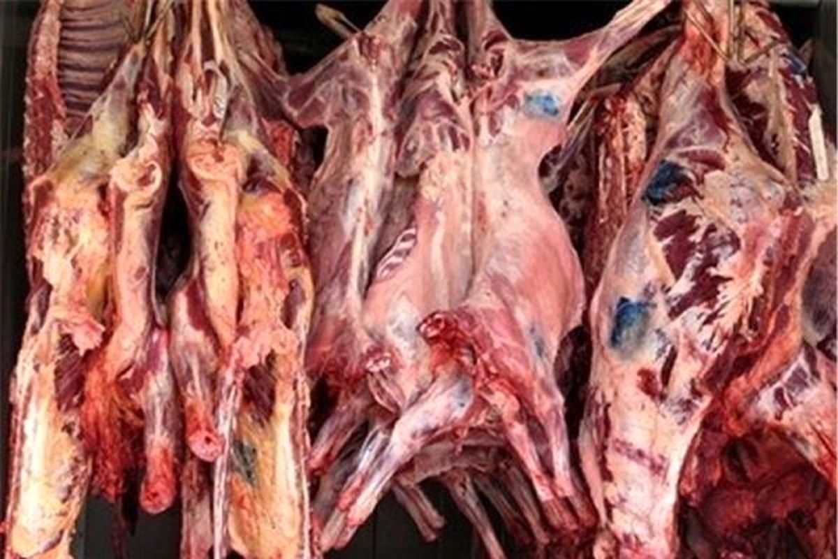 گوشت گوسفندی در آستانه ۵۰ هزارتومانی شدن/با کمبود دام مواجه هستیم