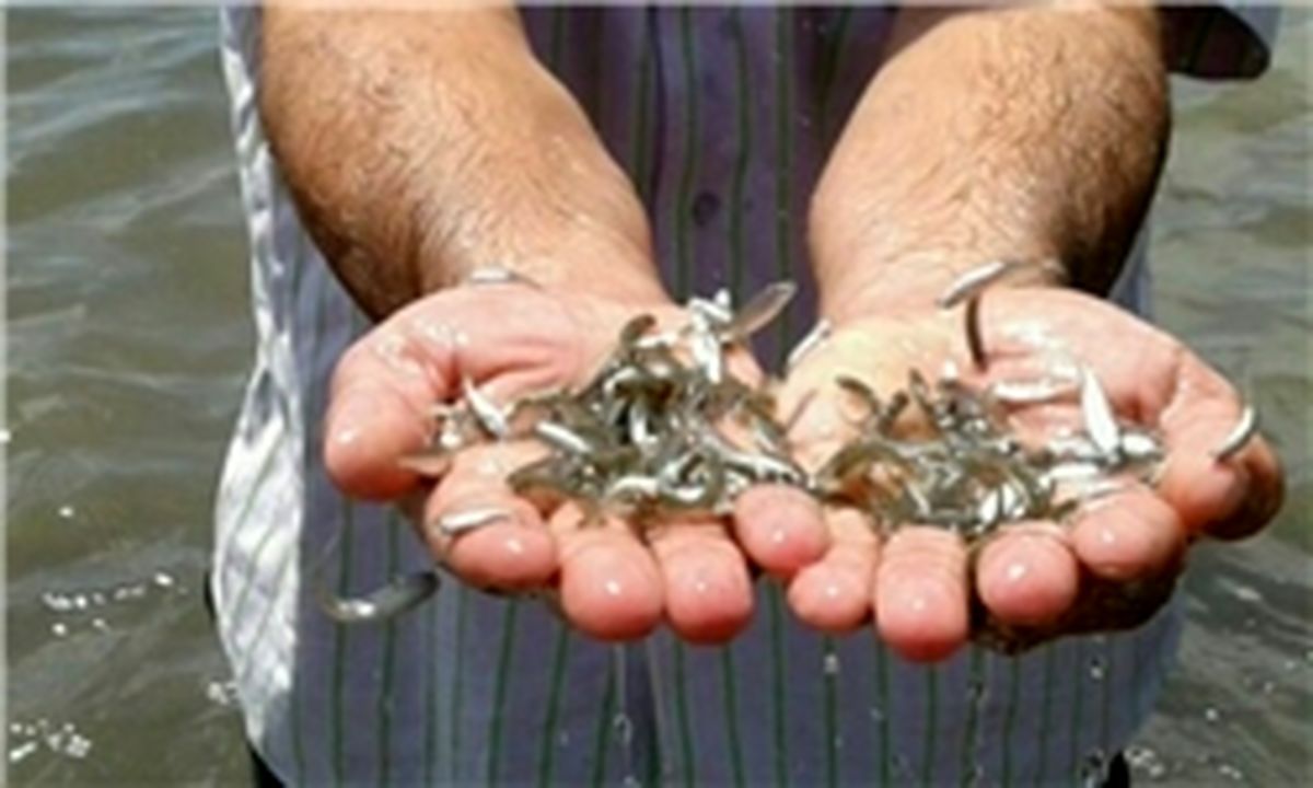 صرفه‌جویی ۵ میلیون دلاری و بی نیازی کشور از واردات تخم چشم زده ماهی