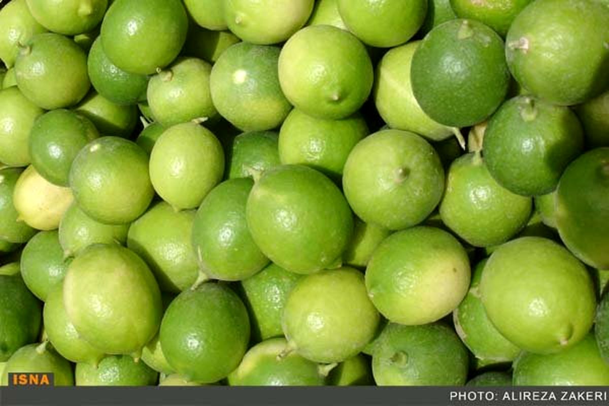 بهترین پایه برای ژنوتیپ‌های ارقام مقاوم به بیماری "جاروک" در باغات لیمو