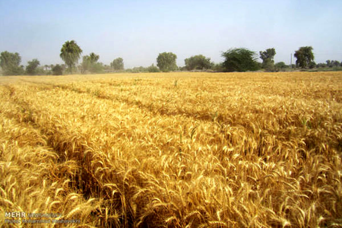 جزییات گزارش متوسط فروش محصولات کشاورزی منتشر شد