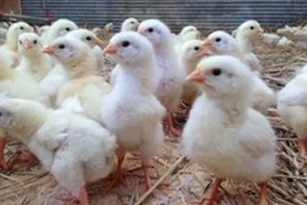 امنیت غذایی زیر سایه وابستگی ژنتیکی؛ روایت ۲۶ سال تولید مرغ در ایران