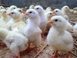 امنیت غذایی زیر سایه وابستگی ژنتیکی؛ روایت ۲۶ سال تولید مرغ در ایران