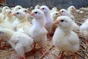 امنیت غذایی زیر سایه وابستگی ژنتیکی؛ روایت ۲۶ سال تولید مرغ در ایران