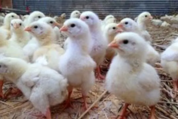 امنیت غذایی زیر سایه وابستگی ژنتیکی؛ روایت ۲۶ سال تولید مرغ در ایران