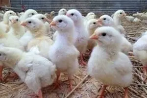 امنیت غذایی زیر سایه وابستگی ژنتیکی؛ روایت ۲۶ سال تولید مرغ در ایران