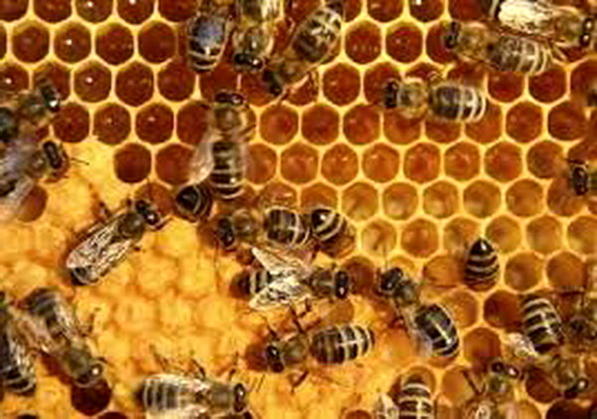 بررسی تأثیر زهر زنبورعسل بر سلول‌های سرطانی روده بزرگ