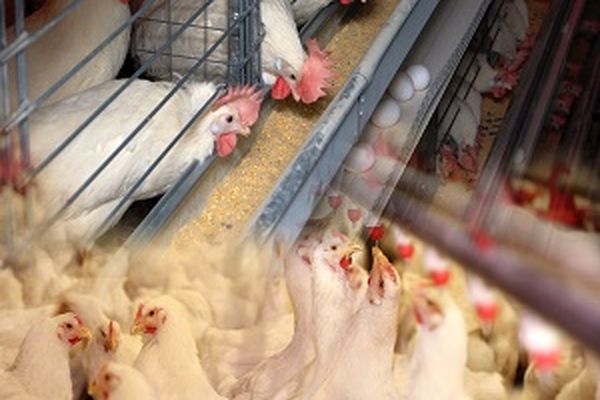 توضیحات استاندار تهران درباره علت گرانی مرغ