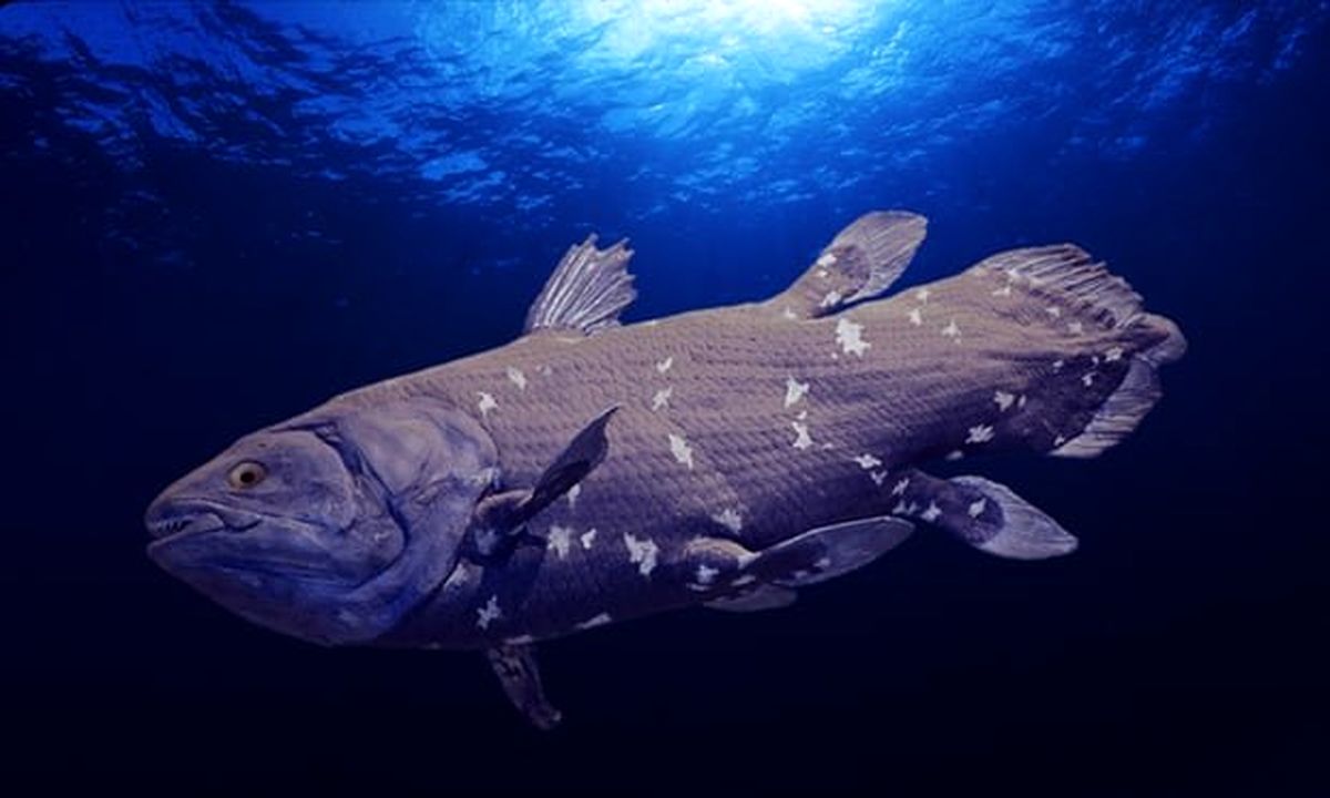 خطر انقراضِ کمیاب‌ترین ماهی جهان به دلیل نشت نفتی