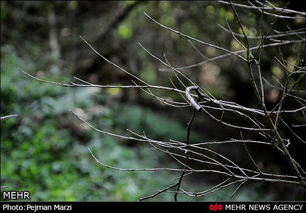 ارزیابان یونسکو برای ثبت جنگل‌های هیرکانی به ایران سفر می‌کنند