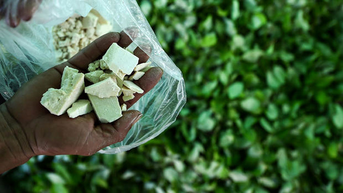 افزایش ۳۱ درصدی تولید کوکائین در کلمبیا