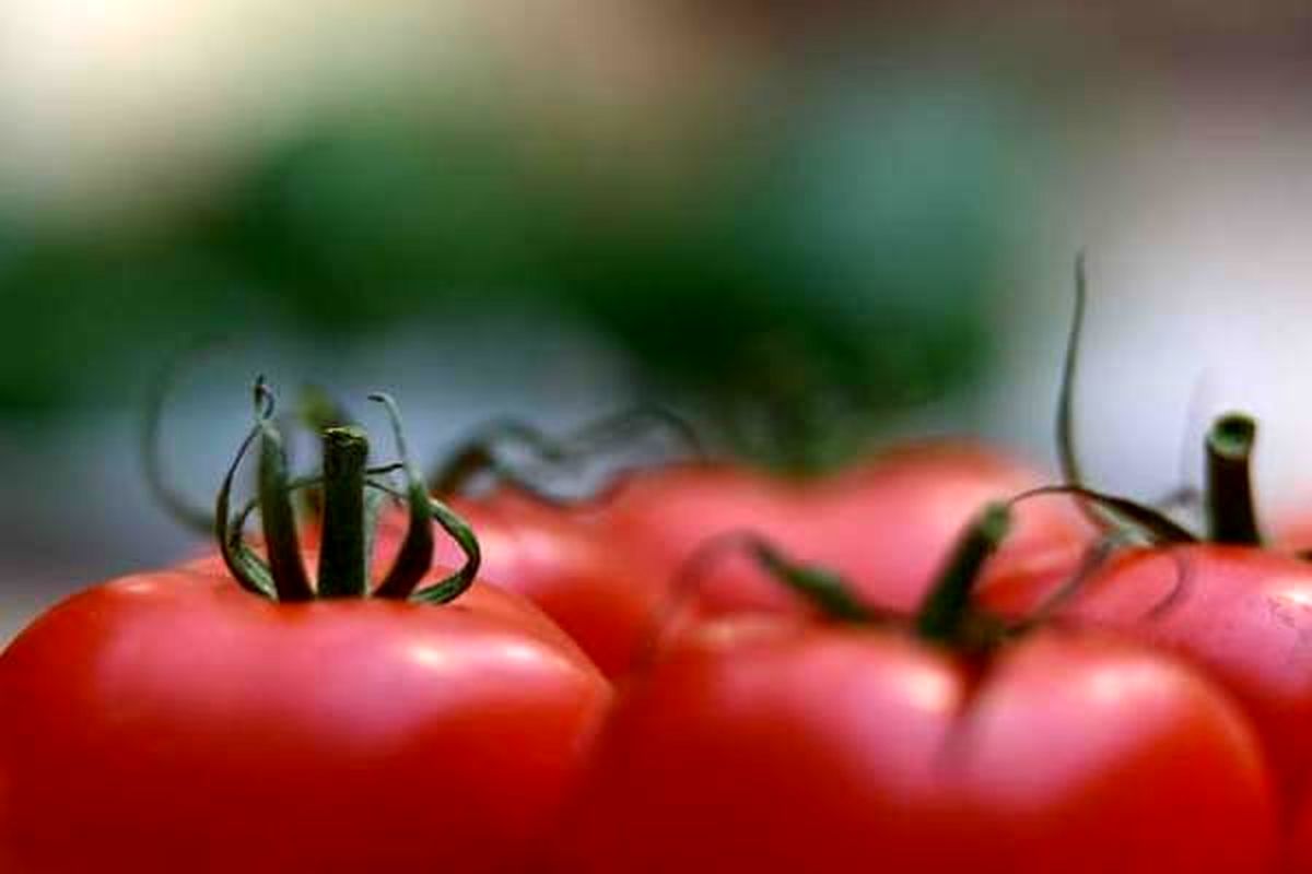 توضیحات سازمان میادین میوه و تره بار درباره علت گرانی گوجه فرنگی