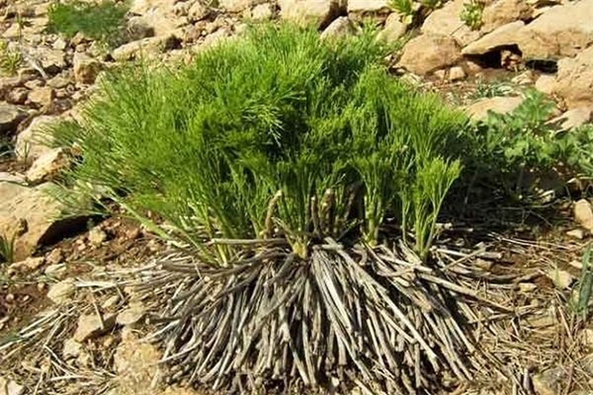 استفاده از گیاهان بومی آذربایجان برای درمان ناباروری