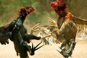 تردمیل اختصاصی خروس‌ لاری!
