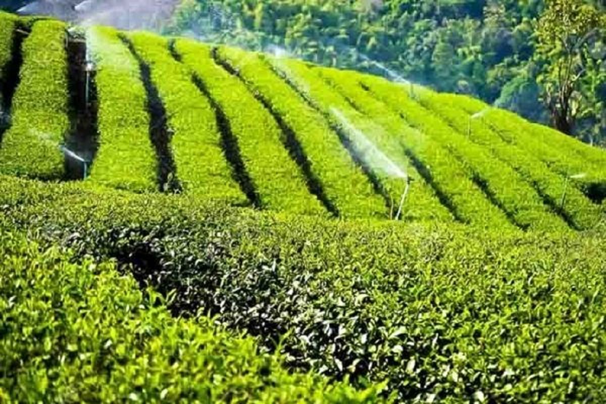 خریداری بیش از ۱۰۹ هزار تن برگ سبز چای از چایکاران کشور