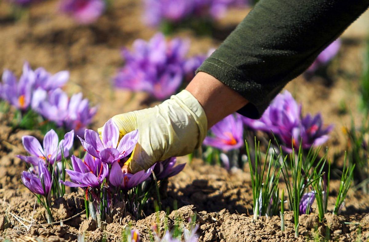 ۸۵ تا ۹۰ درصد زعفران دنیا در ایران تولید می شود