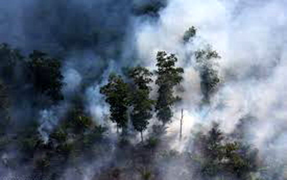 جنگل‌زدایی عامل تولید سالانه ۸ درصد از CO۲ جهان